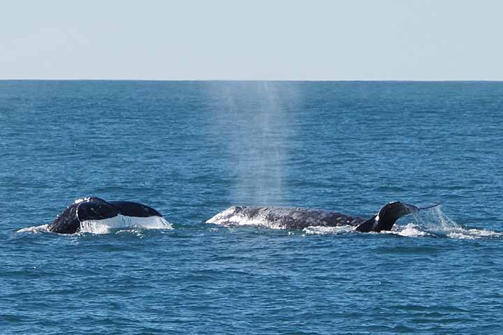 BALEIAS-CINZENTAS - Vivem no Oceano Pacífico e têm uma expectativa de vida de 55 a 70 anos. A gestação dura 13 meses, e nasce geralmente 1 filhote por vez, a cada 2 ou 3 anos.