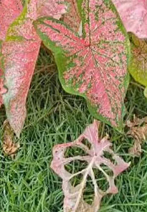 Em certas regiões da Índia, onde a introdução do caramujo gigante ocorreu há mais de um século, não foi observado nenhum declínio nas populações desses moluscos.