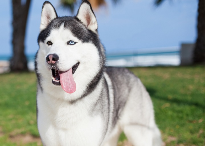 A fórmula, famosa desde a Grécia Antiga e aplicada na arte e arquitetura, foi usada para avaliar a simetria facial de diversas raças caninas. 