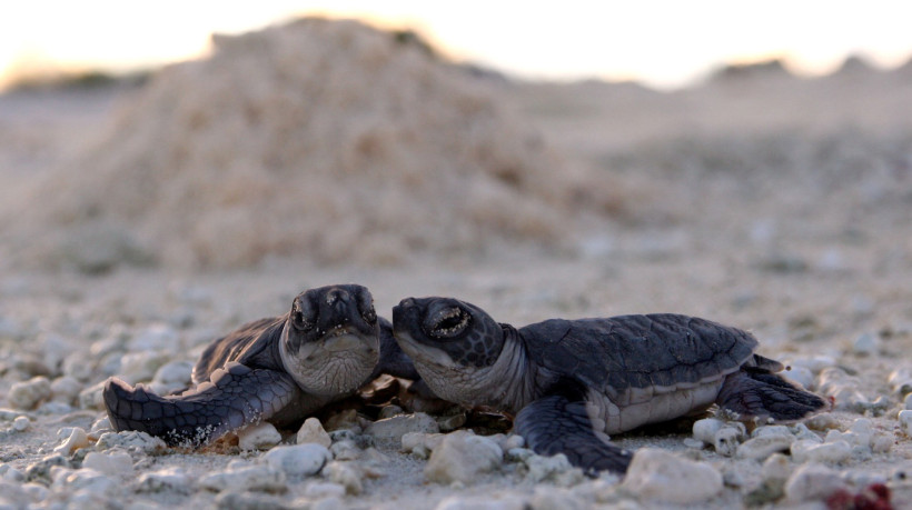O litoral brasileiro guarda áreas de desova da tartaruga-verde em ilhas oceânicas como Fernando de Noronha, Atol das Rocas e Ilha de Trindade
