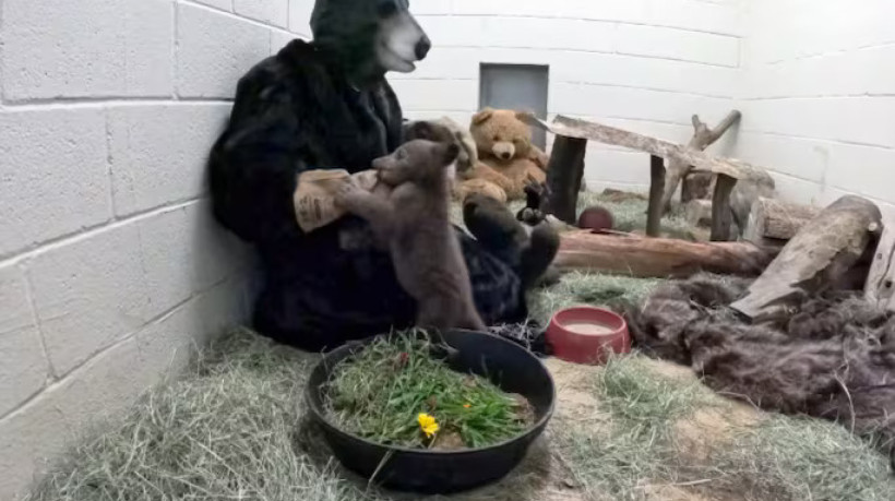 Cuidadores se fantasiam como a mãe do animal, para evitar que o filhote crie laços humanos e possa retornar à natureza