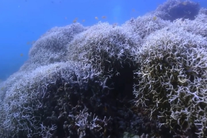 Segundo o biólogo, nessas áreas a mortalidade dos corais em recifes rasos variou entre 80% e 90%.