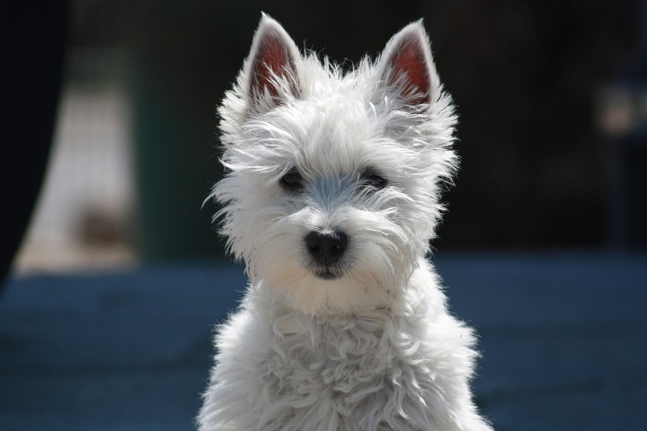 2º) West Highland White Terrier: Essa é uma raça escocesa pequena e robusta, conhecida por sua pelagem branca e densa, além das charmosas orelhinhas pontudas. Sociável e amigável, convive bem com crianças e outros animais.