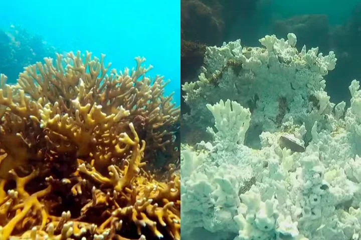 Algumas áreas realmente pareciam cemitérios. Foi o maior evento de mortalidade registrado até hoje [na região], alertou o biólogo Robson Santos, em entrevista ao g1.