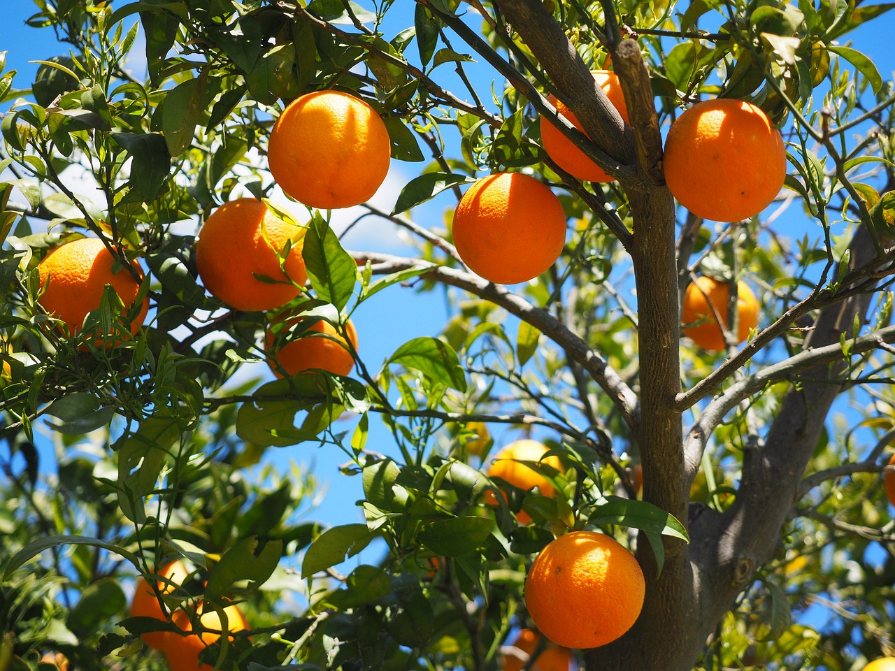 Como fruta, a laranja fornece carboidratos naturais, como a frutose, que oferecem energia rápida e sustentada. Também é rica em fibras, que auxiliam na digestão e ajudam a manter os níveis de energia estáveis, evitando picos e quedas.