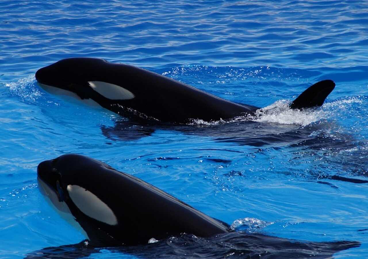 O Instituto da Conservação da Natureza e das Florestas de Portugal anunciou que medida se deve a sucessivos ataques de orcas, em bando, contra embarcações. As investidas se intensificaram, causando pânico nos tripulantes e passageiros.  