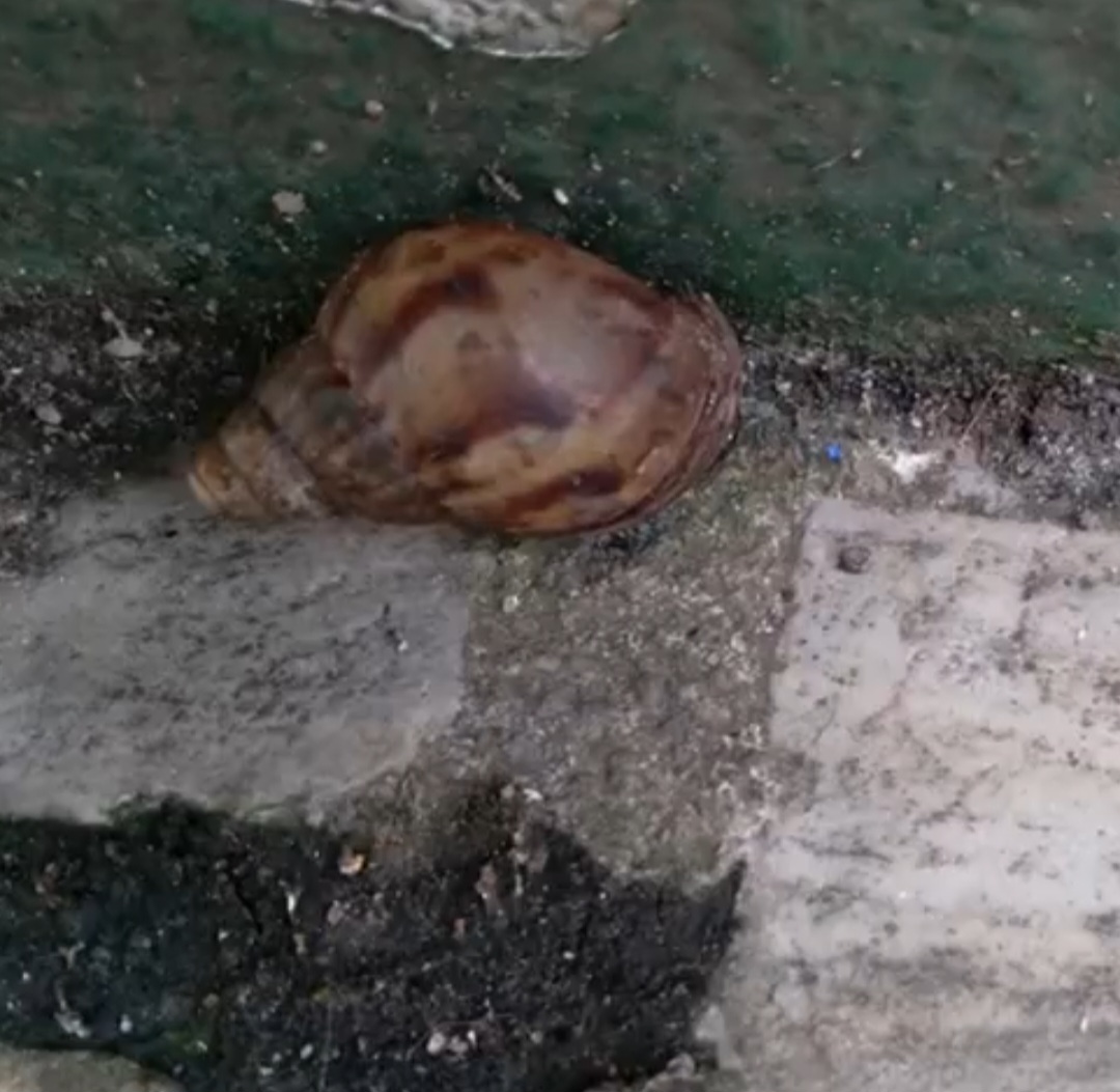 A infecção ocorre nas pesdoas quando elas ingerem o muco liberado pelo caramujo, que pode estar em algum vegetal. É preciso lavar muito bem os alimentos para evitar a contaminação. 