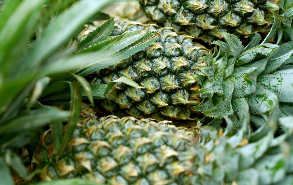 Ela, então, foi domesticada pelos povos indígenas, como os guaranis, que o disseminaram pela América. Os europeus encontraram o abacaxi no Caribe e na América Central. Curiosamente, quem o levou para o Velho Continente foi Cristóvão Colombo em 1493.