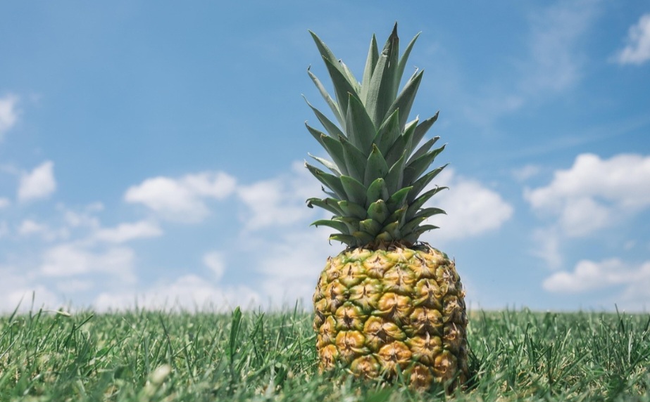 O abacaxi vem de uma planta da família das bromeliáceas e, inicialmente, era considerado um fruto exótico e caro, símbolo de luxo e hospitalidade na Europa. Adornava o topo das torres ocidentais da Catedral de St. Paul, um dos marcos mais emblemáticos de Londres.