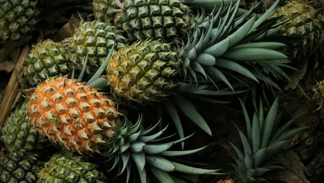 A partir do século XVII, o abacaxi passou a ser cultivado em estufas na Europa, e era um símbolo de status e hospitalidade, sendo oferecido como presente e exibido como peça de decoração. 