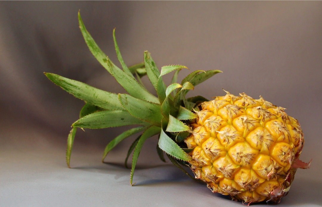 No Brasil, a variedade mais plantada é a Pérola (conhecida em Pernambuco), que produz fruto de polpa amarelo-pálida, quase branca, de sabor bastante doce e de baixa acidez. As folhas, por sua vez, têm as margens armadas de espinhos.