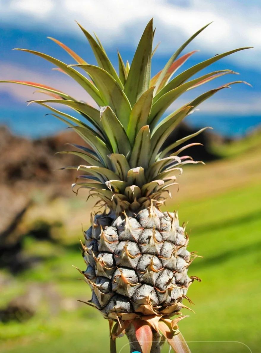 O abacaxi pode ser consumido in natura ou industrializado. Além disso, pode se apresentar em forma de fatias ou pedaços em calda, cristalizados, passa, picles, suco, xarope, geleia, licor, bebida fermentada, vinagre e aguardente.