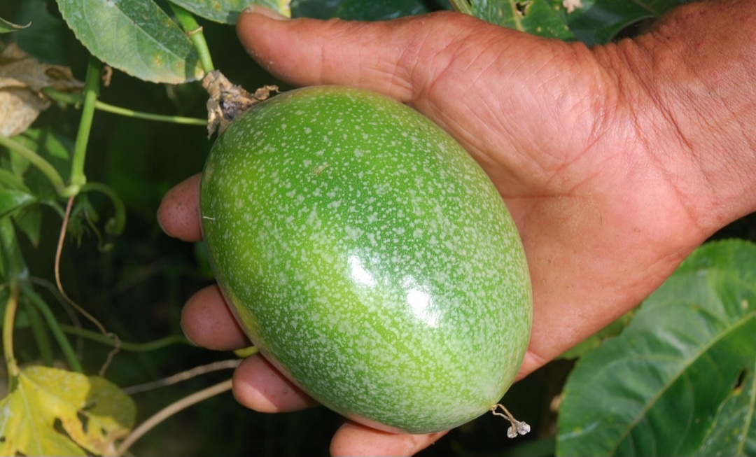 O maracujá é cultivado em diversas regiões tropicais e subtropicais do mundo, incluindo o Brasil, que é um dos maiores produtores. 
