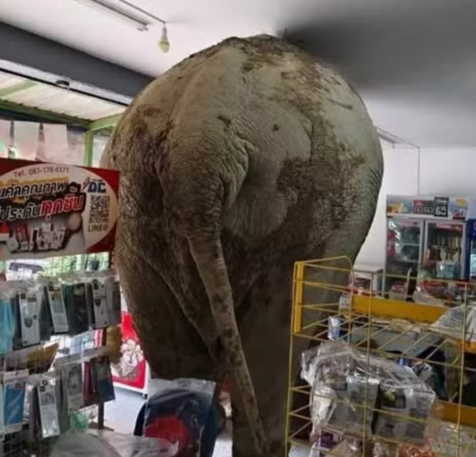 O dono do mercado disse que estava atendendo clientes quando viu o elefante entrando na loja. Houve correria. Mas o animal até que foi 'cuidadoso' nos estreitos corredores, pois, segundo o comerciante, o prejuízo equivale a R$ 175. Ou seja, o animal não saiu quebrando tudo. 