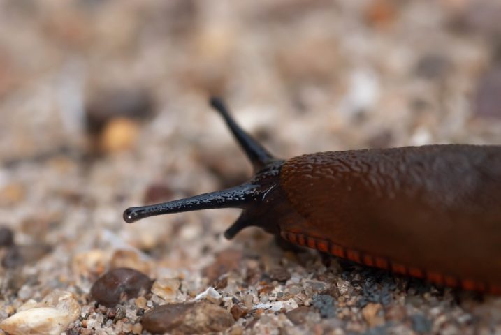Moluscos, como caracóis e lesmas, são os hospedeiros intermediários. Eles ingerem as larvas do parasita presentes no ambiente, e as larvas se desenvolvem até um estágio infectante dentro desses moluscos.