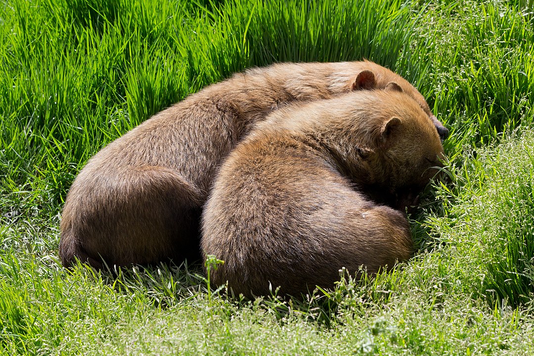 E você? Já tinha ouvido falar nos cachorros-vinagre? Gostou de conhecê-los? 