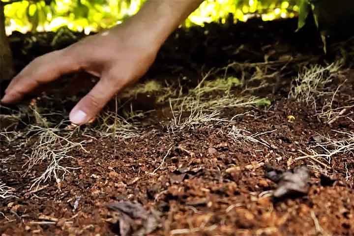 A escolha do fertilizante adequado deve levar em conta diversos fatores, como a composição e concentração dos nutrientes, a acidez do solo e os custos envolvidos.