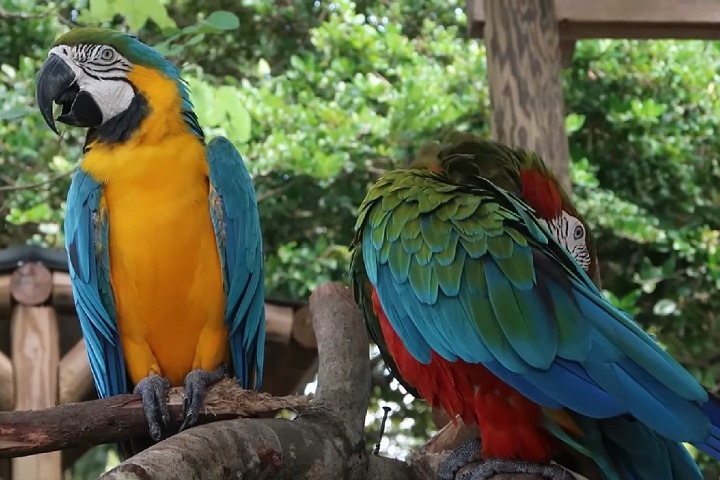 Conhecido como a capital mundial dos jacarés, o parque também abriga uma ampla variedade de outras espécies nativas e exóticas, como cobras, tartarugas, aves e grandes felinos.