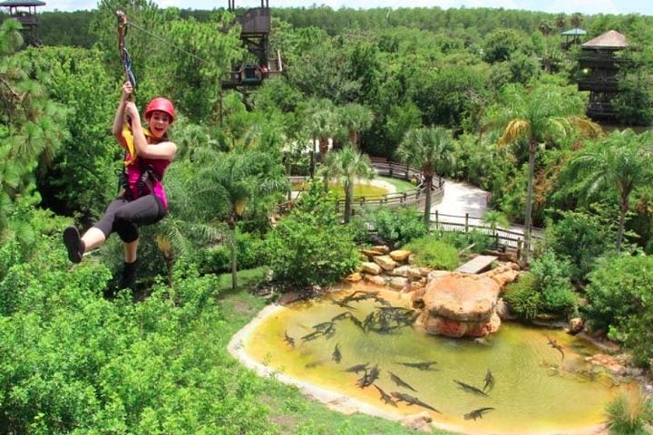 O parque também oferece atrações emocionantes, como o Screamin’ Gator Zip Line, uma tirolesa que passa sobre áreas repletas de jacarés.