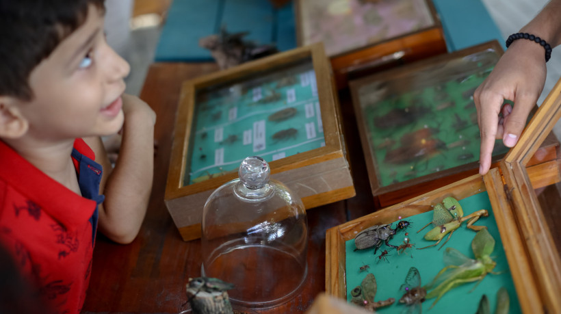 Borboletário da UFC apresenta ao público caixas entomológicas, com insetos coletados; saiba visitar o espaço