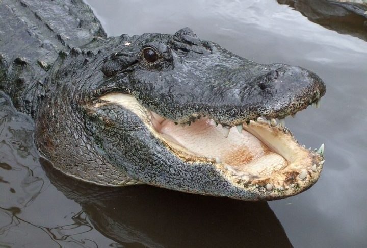 A principal diferença entre jacarés e crocodilos está no formato do focinho e na forma como os dentes se encaixam.