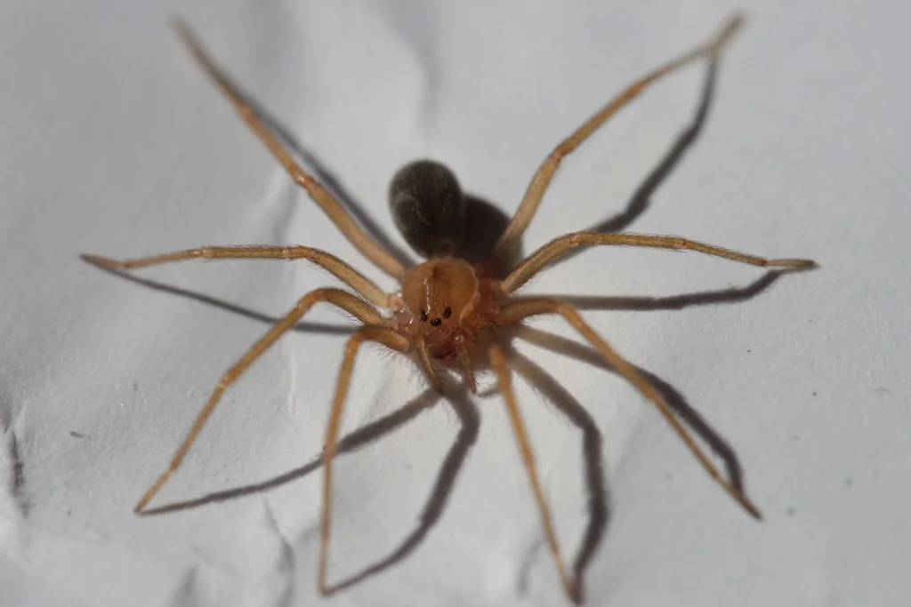 Outra aranha peçonhenta é a marrom.  Cientificamente registrada como Loxosceles, ela tem uma picada que causa necrose. Geralmente, a aranha mede entre 3 e 4 centímetros. Possui 6 olhos e suas teias são pequenas.