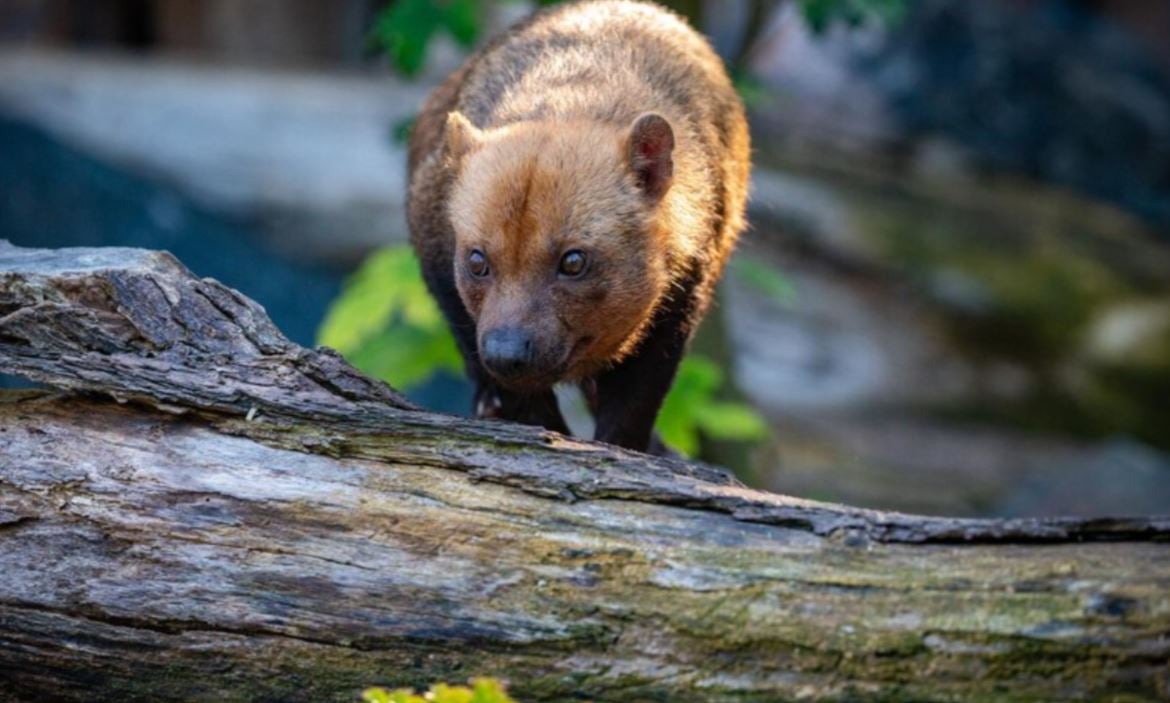 Os cachorros-vinagre podem habitar matas ou florestas, de preferência com pouca intervenção humana. 