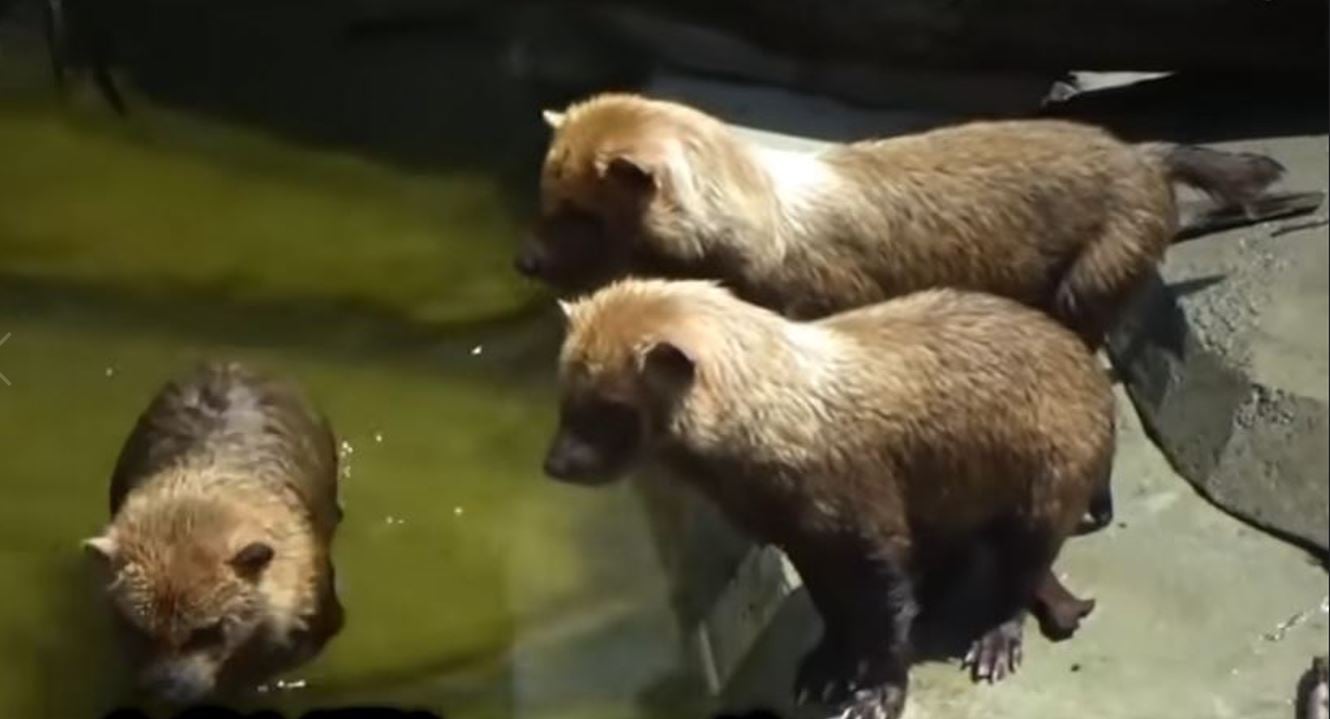 Ambientalistas destacam a importância das áreas de preservação para a sobrevivência dos cachorros-vinagre e dos tatus-canastra. 