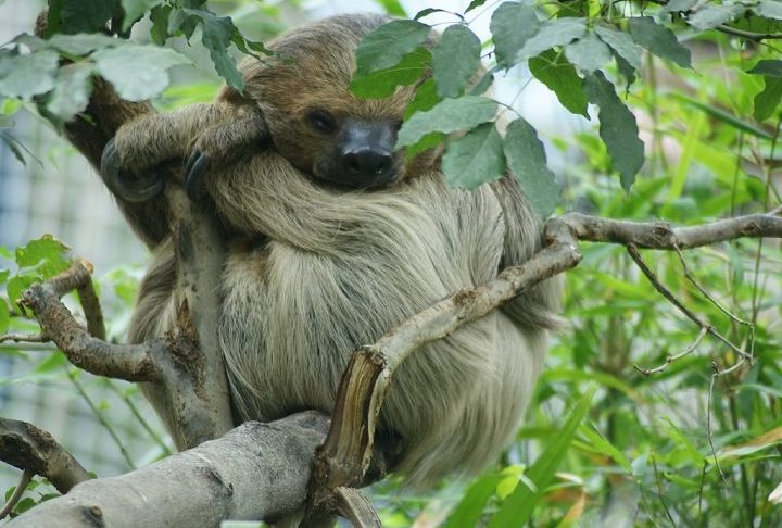 Também conhecida como preguiça-real, a preguiça-de-dois-dedos é nativa das florestas tropicais da América do Sul, incluindo países como Brasil, Venezuela, Colômbia, Guianas e Peru. 