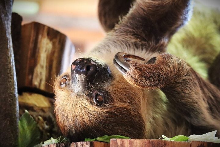 Diferentemente das preguiças-de-três-dedos (gênero Bradypus), essa espécie possui apenas dois dedos nas patas dianteiras, adaptados para uma vida lenta e suspensa nas árvores.