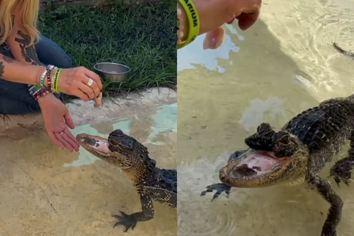 Especialistas do parque acreditam que a perda do maxilar superior pode ter sido causada por uma colisão com a hélice de um barco ou por um confronto com outro réptil.