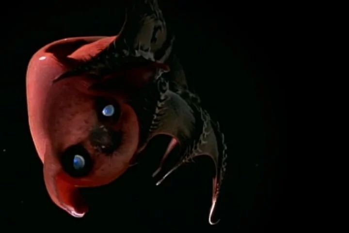 A maioria dessas criaturas nunca vê a luz do sol, dependendo de bioluminescência ou detritos orgânicos que caem das camadas superiores do oceano.