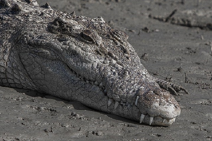 Já os crocodilos têm o focinho mais estreito e em forma de V, e com a boca fechada é possível ver os dentes da mandíbula inferior, principalmente o quarto dente, que se encaixa numa fenda do maxilar superior.