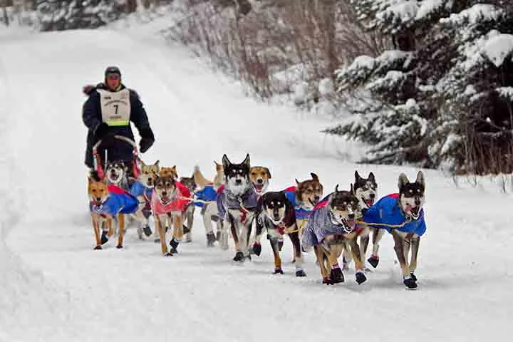 Mushers - Eles conduzem trenós puxados por cães em regiões nevadas, uma atividade que varia de transporte a esportes competitivos, especificamente na Islândia. O Brasil possui um clima tropical e subtropical. Passa longe do Mushing.