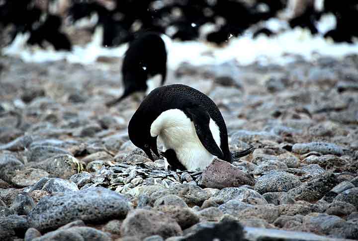 Pinguim-de-adélia (Pygoscelis adeliae): Constrói ninhos de pedras que coleta com grande cuidado. Esses ninhos protegem os ovos do contato direto com o gelo e ajudam na drenagem, mantendo os filhotes secos e aquecidos.
