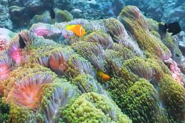 A pesca tem sido historicamente a atividade econômica dominante, e continua a ser o maior setor de exportação, seguido pelo rápido crescimento da indústria do turismo.