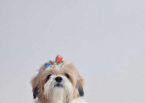 A cadela Nina, da bancária Julliana Albuquerque