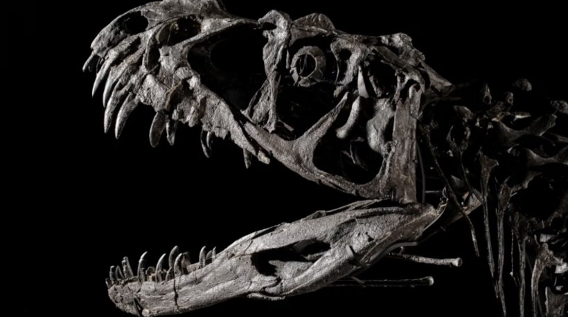 Nos EUA, o fóssil Barry, de um Ceratossauro de 150 milhões de anos, vai a leilão por até R$ 33 mi e gera alerta entre paleontólogos