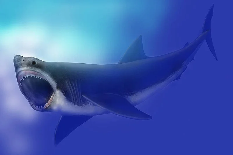 A extinção do megalodonte ocorreu quando a humanidade nem sequer existia, há 3,5 milhões de anos.Nas últimas décadas, pesquisadores se aprofundaram nos estudos para dimensionar o tamanho sem paralelo desses tubarões e seus hábitos.