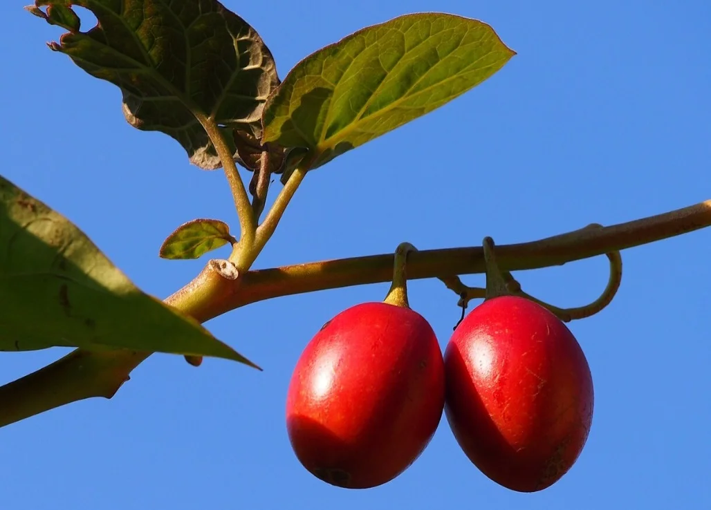 Tamarillo (Solanum betaceum) - Chamada de  mate-de-árvore ou tomate-arbóreo, é uma fruta originária da região andina da América do Sul, particularmente do Peru, Equador, Colômbia e Bolívia. Pertence à mesma família do tomate comum, batata e berinjela. Cultivado em montanhas de clima ameno. 