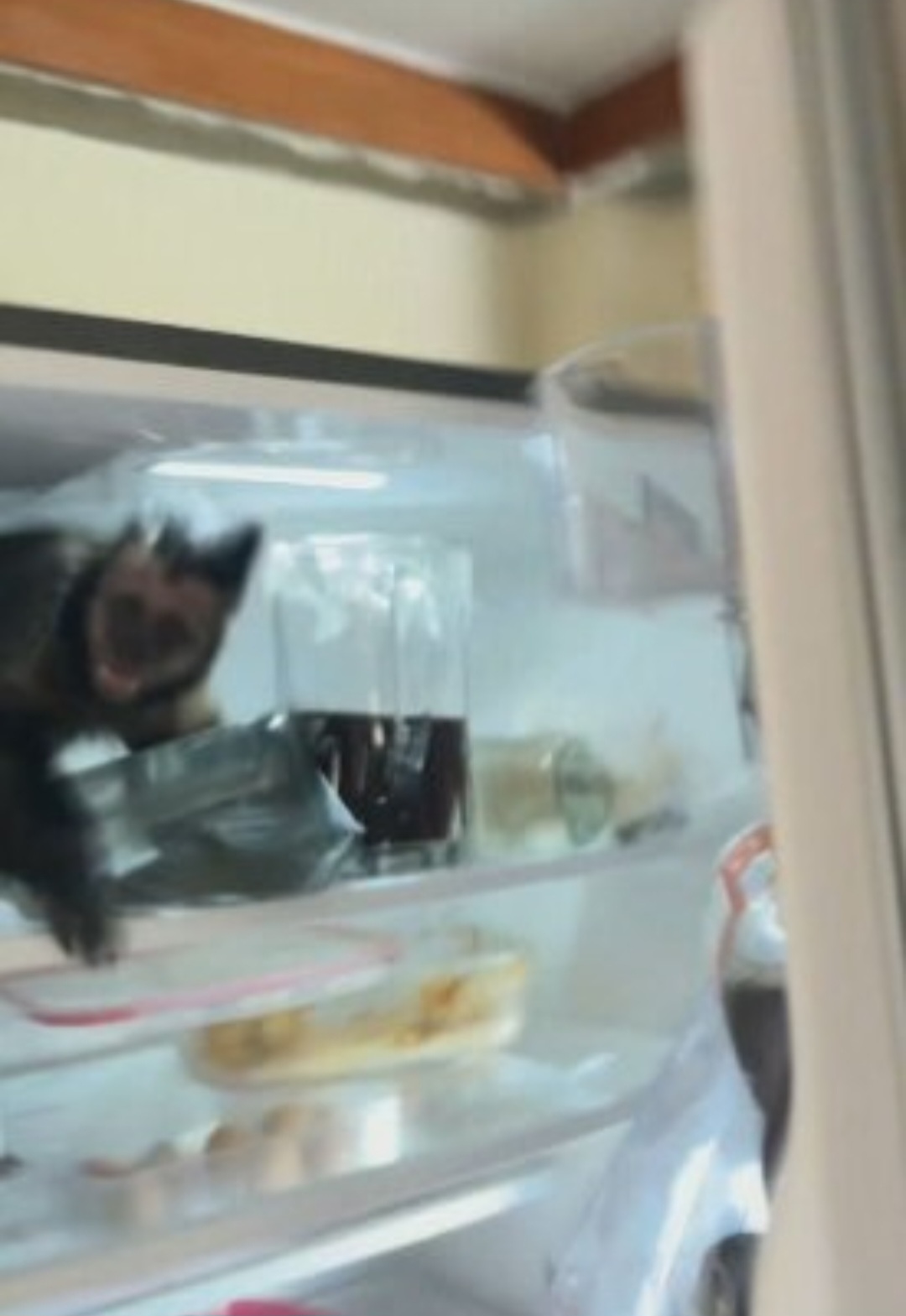 O estudante disse que macacos costumam entrar na residência, que fica numa área de mata, para pegar alimentos. Mas dentro da geladeira foi a primeira vez.