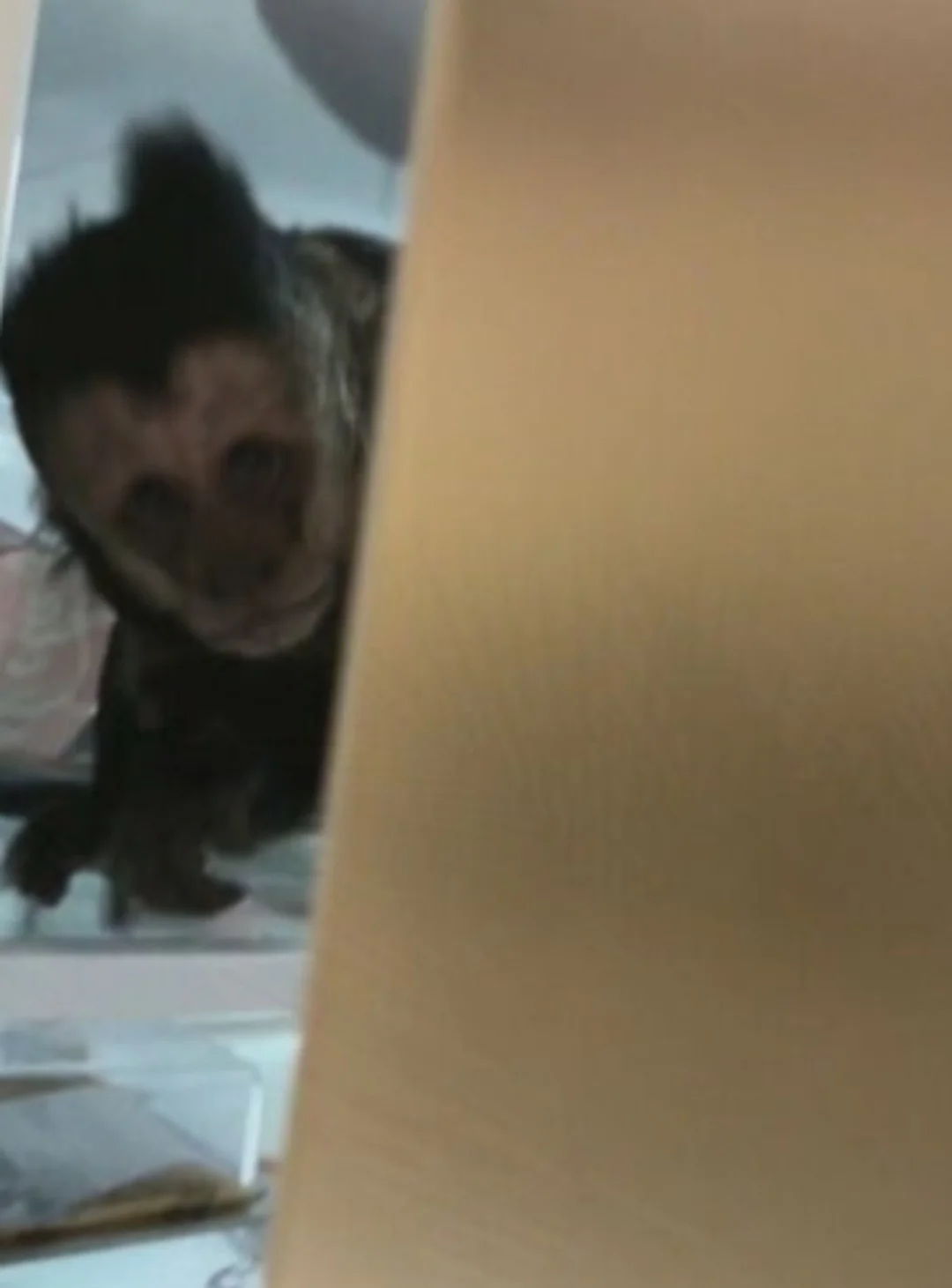 Ao abrir a porta ele se deparou com um macaco-prego. O animal já tinha revirado alimentos na prateleira e estava agitado com o frio.