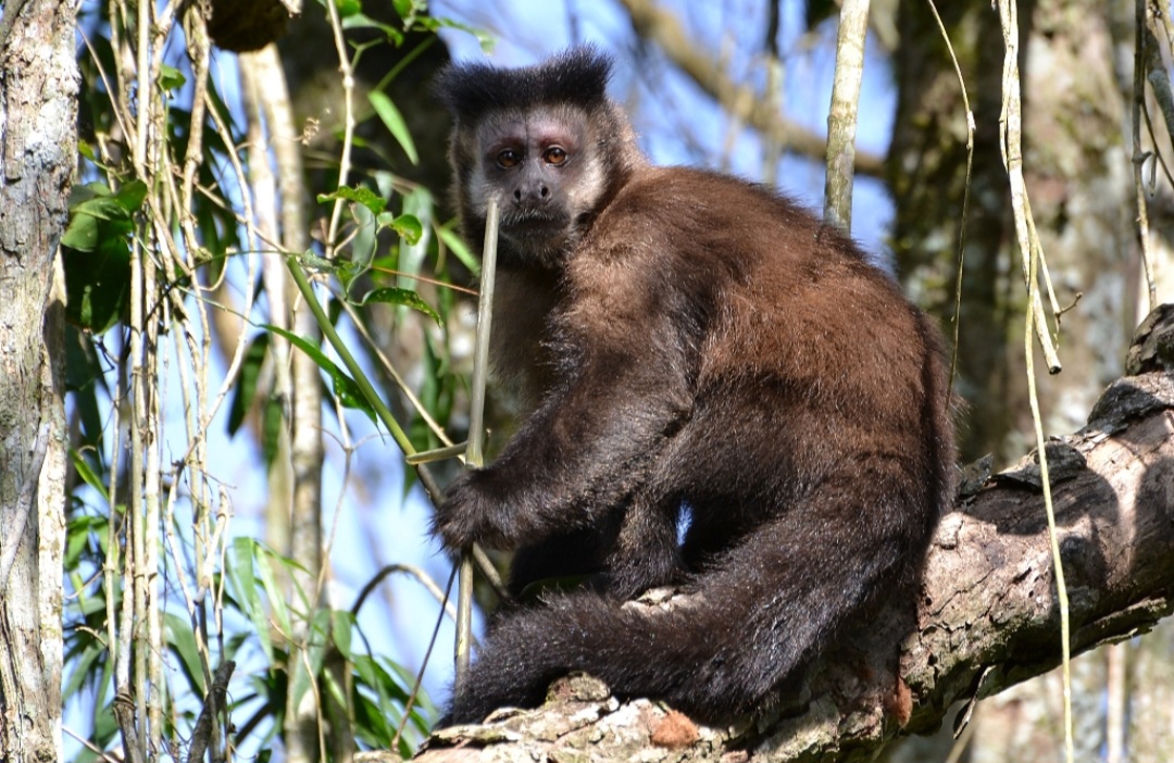 Existem várias espécies de macaco-prego, mas a mais comum no Rio de Janeiro é  o macaco-prego-preto com pelagem escura e porte robusto.

