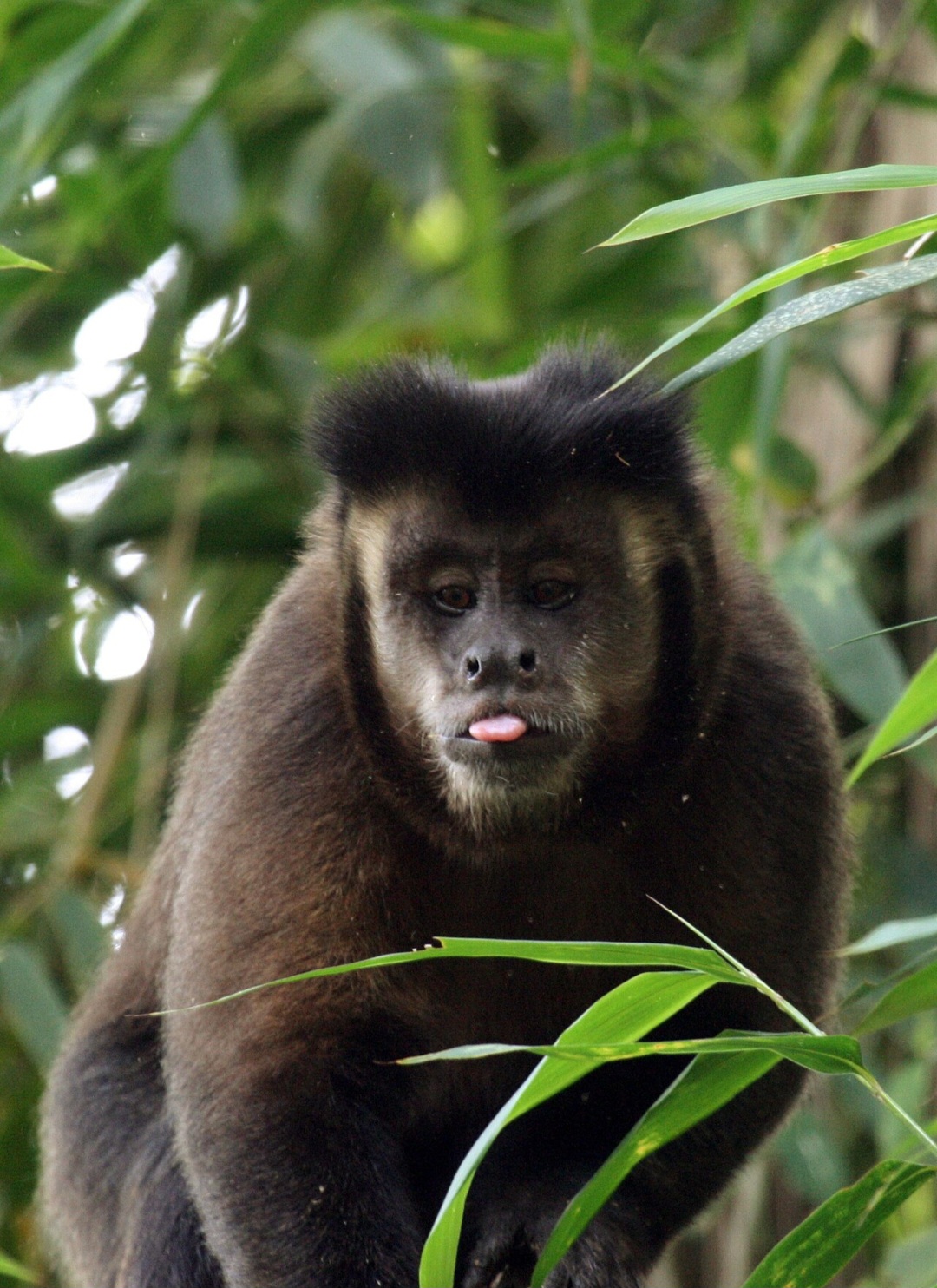 Esse macaco não está em risco de extinção mas enfrenta dificuldades com a fragmentação do habitat.  Por outro lado há espécies que estão sob ameaça. 