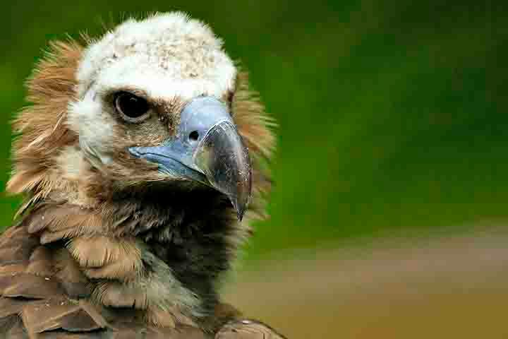 Um estudo da BirdLife International revelou que os abutres geram um impressionante valor de US$ 1,8 bilhão por ano para os ecossistemas do sul da África, graças ao seu trabalho de faxineiros naturais.