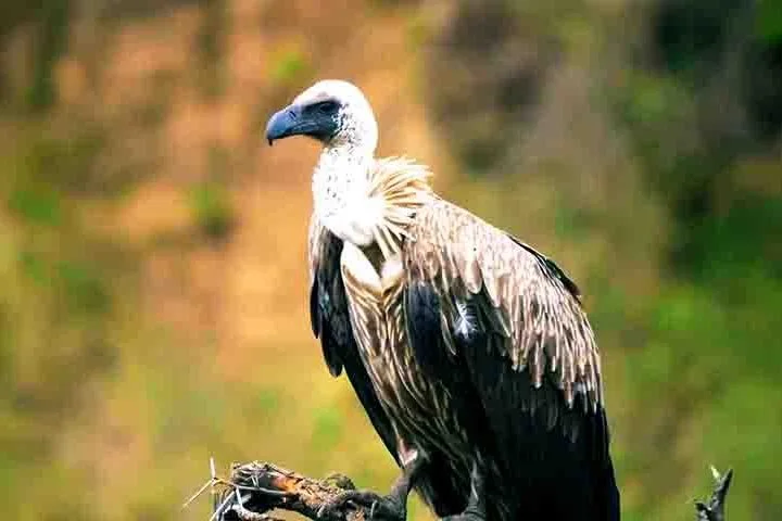Com isso, eles contribuem para a redução da proliferação de doenças perigosas (antraz e botulismo), limitando a presença de pragas como ratos e cães selvagens.
