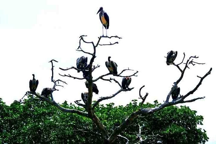 Apesar da má reputação, essas aves desempenham um papel crucial na manutenção dos ecossistemas. 