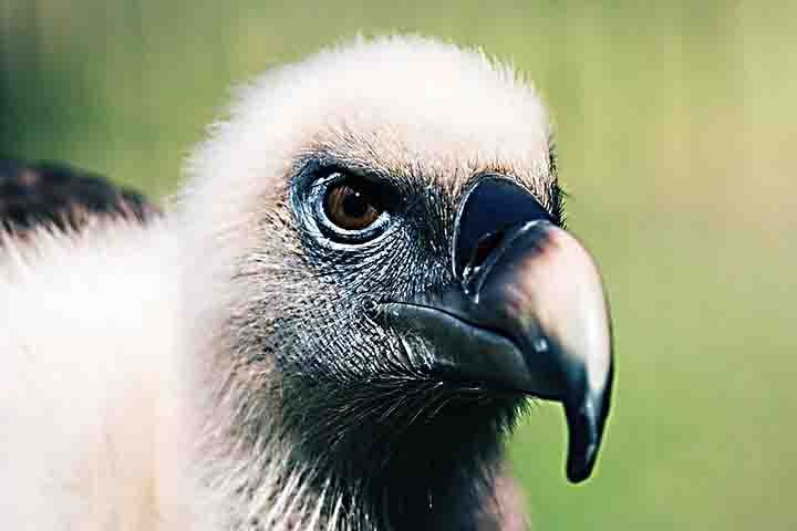 Além disso, abutres geralmente são maiores que os urubus (alguns com até 120 cm de comprimento e 3 m de envergadura), têm bicos mais robustos e habitam áreas abertas, como savanas.