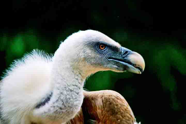 Além disso, essas aves frequentemente morrem ao colidir com linhas de transmissão de energia e até caça ligada a crenças místicas, nas quais partes de seus corpos são usadas em rituais.