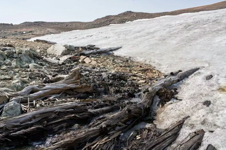 Segundo os estudos, as árvores faziam parte floresta milenar de pinheiros de casca branca. Elas estavam preservadas sob o gelo alpino nas Montanhas Rochosas.